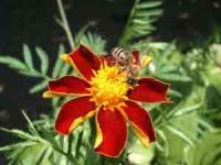 Как избежать нападения пчел и что делать, если пчела ужалила